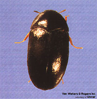 black carpet beetle