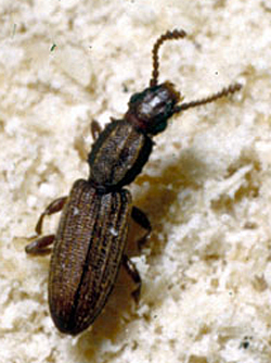 sawtooth beetle