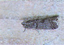 Mediterranean flour moth
