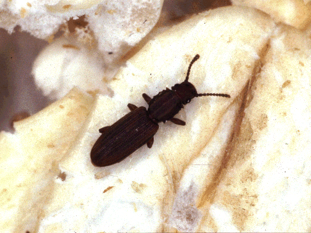 Sawtooth grain beetle
