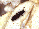 sawtooth grain beetle