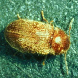 drugstore beetle