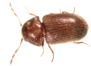 drugstore beetle