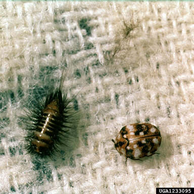 furniture carpet beetle