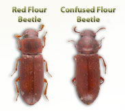 red flour and confused flour beetles